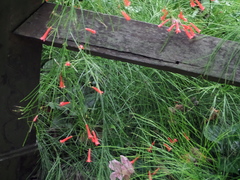 Russelia equisetiformis