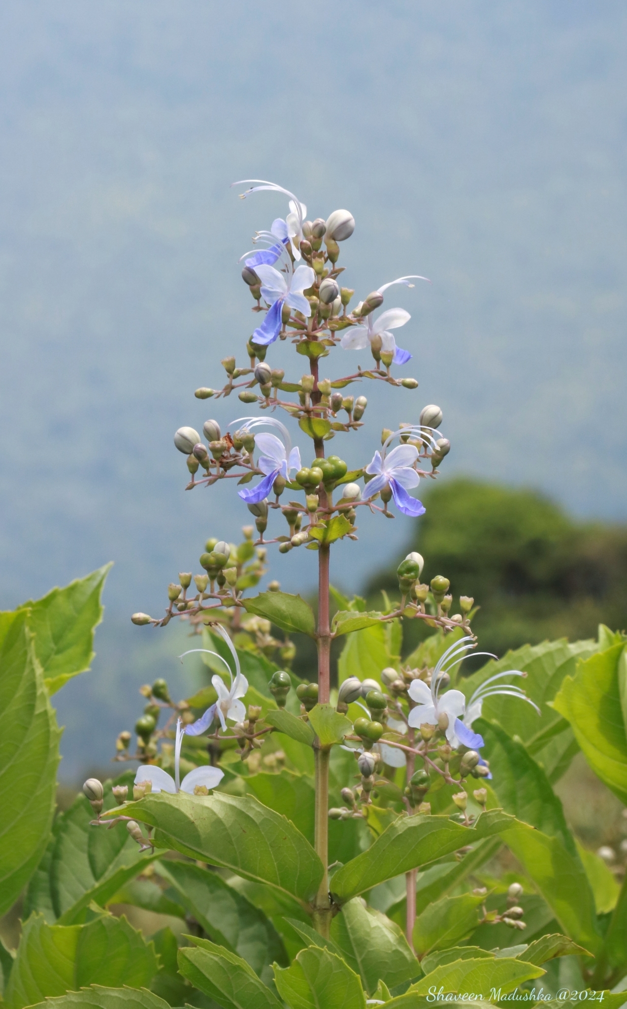 Imagem de Clerodendro