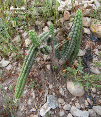 Golden Torch cactus (Loxanthocereus)
