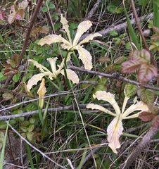 Iris tenax klamathensis