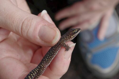 Northern Spotted Velvet Gecko, Oedura coggeri