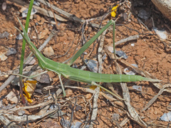 Acrida turrita