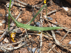 Acrida turrita