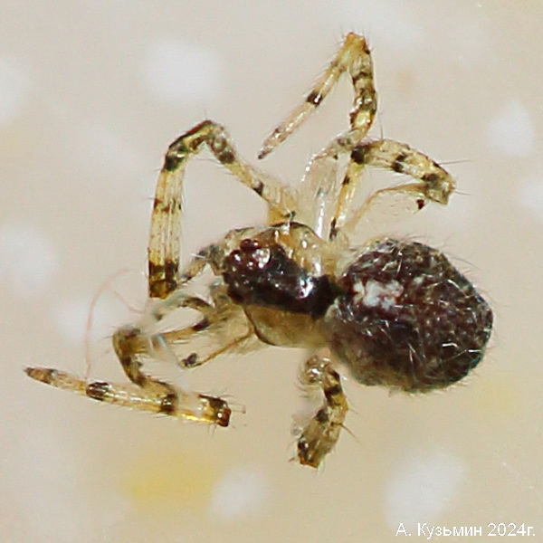 Теридион Изменчивый (Theridion varians)