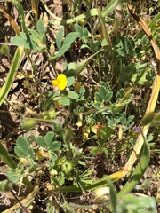 Acmispon wrangelianus