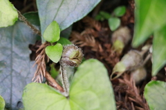 Asarum caudigerum