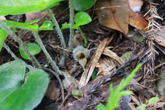 Asarum caudigerum