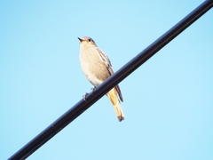 Phoenicurus ochruros