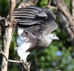 Grey-Headed Fish Eagle photo 5