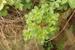 Sedum formosanum