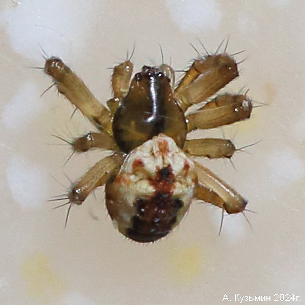 Пчелосос Негаданный (Mangora acalypha)