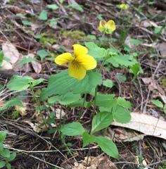 Viola lobata integrifolia