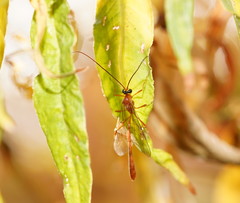 Dicamptus fuscicornis