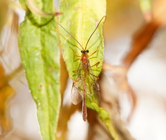 Dicamptus fuscicornis