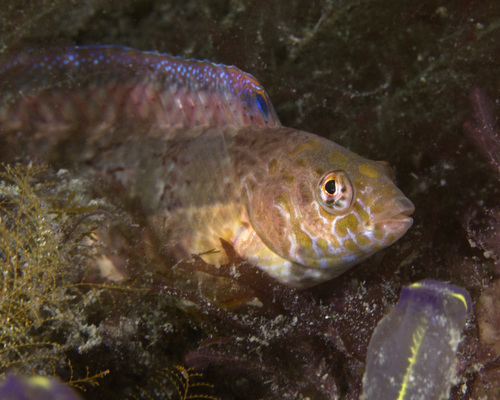 Snakeskin wrasse (Eupetrichthys angustipes) — Labridae — 4