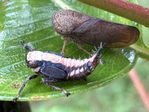 Alotartessus iambe, 2024-03-04