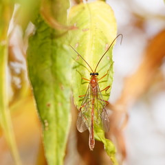 Dicamptus fuscicornis