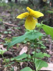 Viola lobata integrifolia