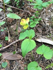 Viola lobata integrifolia