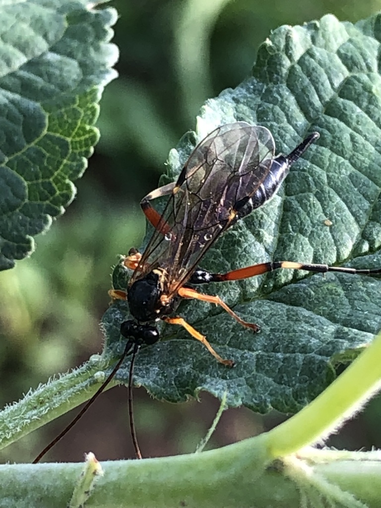 Apechthis capulifera