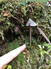 Entoloma canoconicum