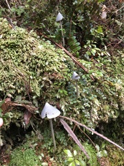 Entoloma canoconicum