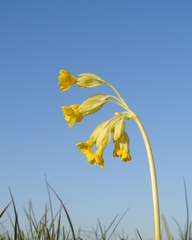 Primula veris