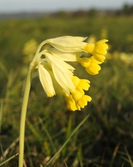 Primula veris