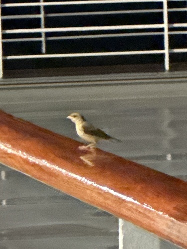 Orange-fronted Yellow Finch (Sicalis columbiana), photo 9