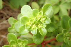 Sedum formosanum