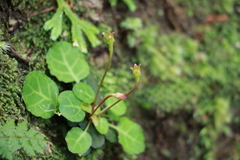 Shortia rotundifolia