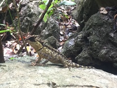 Acanthosaura phuketensis