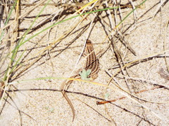 Psammodromus edwarsianus