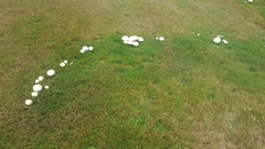 Agaricus crocodilinus