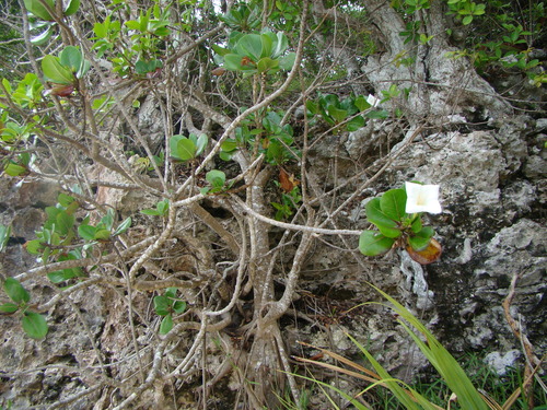 Image of Bikkia tetrandra by (c) Lisa Bennett, some rights reserved (CC BY)