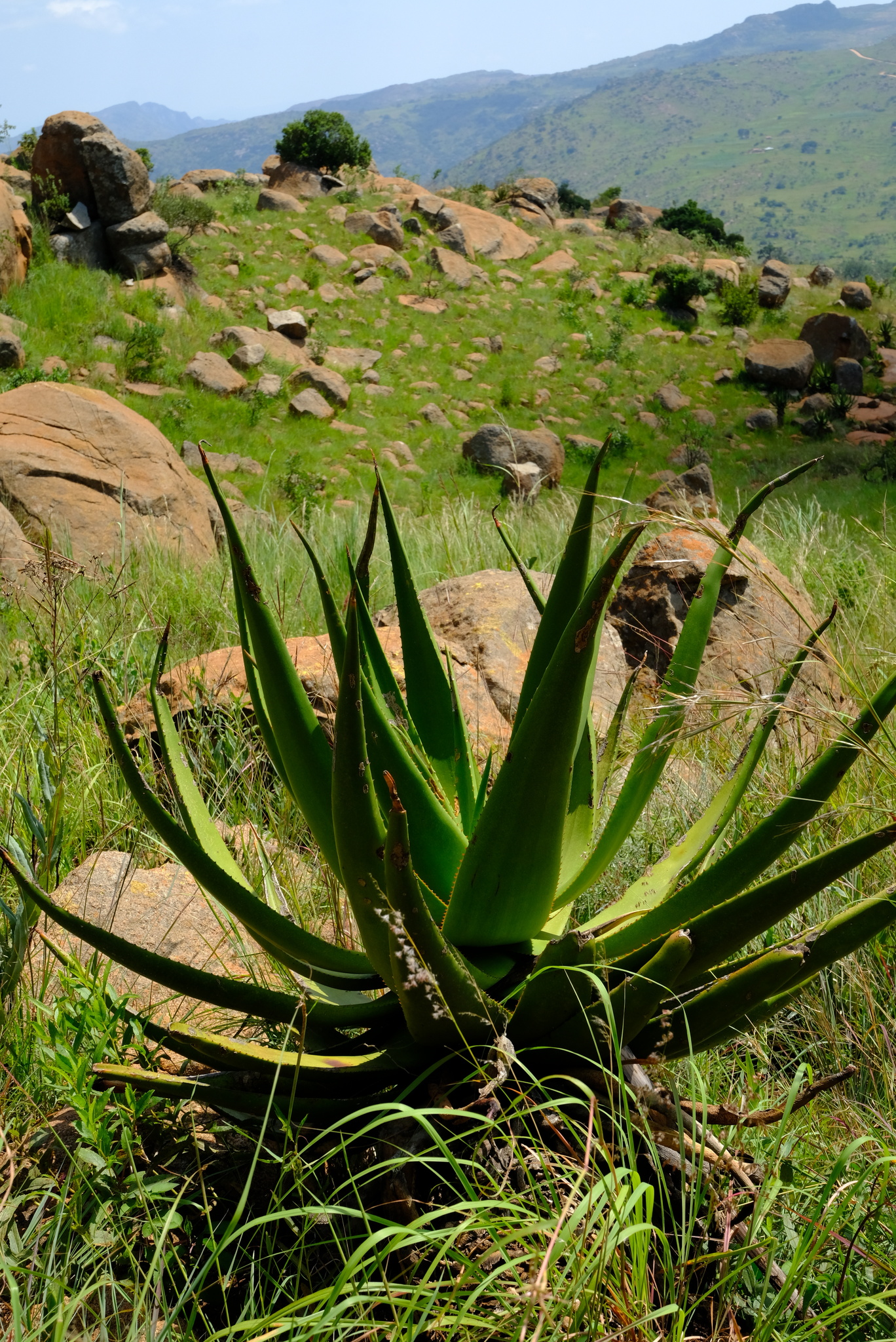 Aloe barbara-jeppeae (Jeppe's Red Aloe)