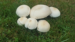 Agaricus crocodilinus