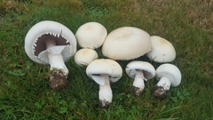 Agaricus crocodilinus