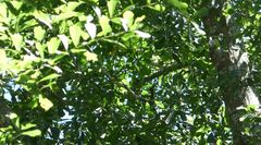 Leiothlypis ruficapilla