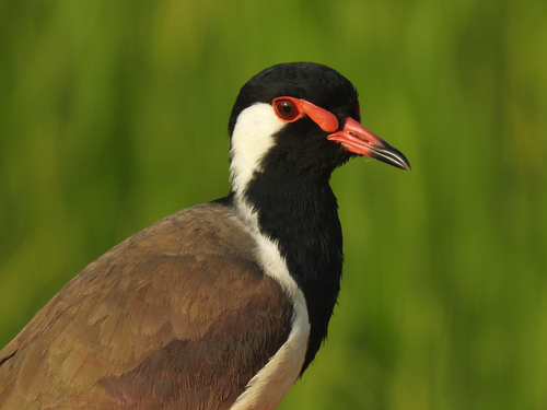 Red-wattled Lapwing