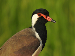Red-Wattled Lapwing photo 6