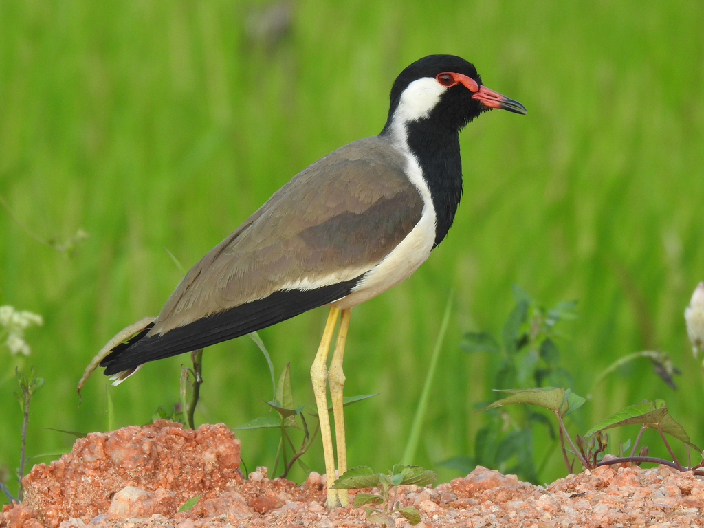 Wattled Lapwing photo