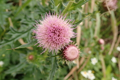 Cirsium japonicum australe
