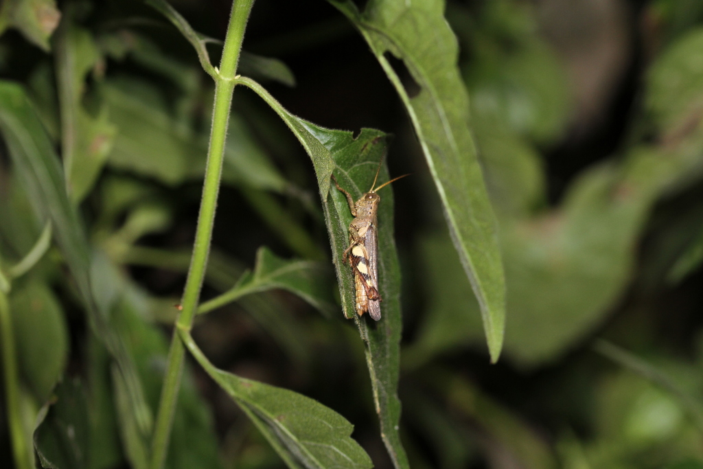 Rufous-legged Grasshopper