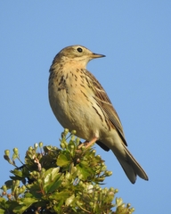 Anthus pratensis