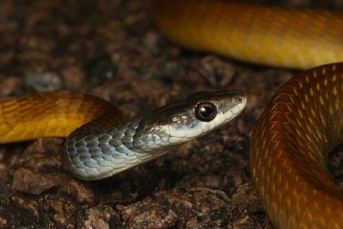 Common Tree Snake sighting