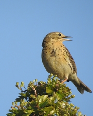 Anthus pratensis