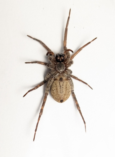 Drumming Sword Wolf Spider