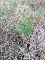 Distichlis distichophylla