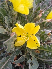 Oenothera primiveris